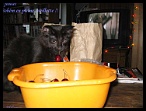 0082 2 juillet 2006